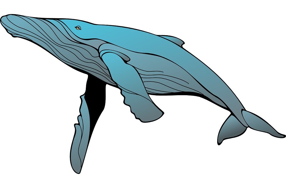 Što se krije iza zastrašujuće priče o Plavom kitu?